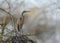 Goliath heron also known as the giant heron, Ardea goliath, Lake Naivasha,