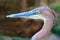 Goliath heron Ardea goliath