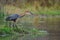 Goliath Heron (Ardea goliath)