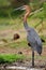 Goliath Heron (Ardea goliath)