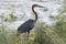 Goliath heron (Ardea goliath)