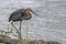 Goliath heron (Ardea goliath)