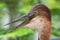 A Goliath heron Ardea goliath, also known as the giant heron head close up