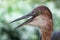 A Goliath heron Ardea goliath, also known as the giant heron head close up