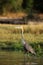 The Goliath heron Ardea goliath, also known as the giant heron standing in the river. Big heron in the water