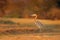 Goliath heron, Ardea goliath, giant heron very large wading bird in the nature habitat. Lake Kariba, Zimbabwe in Africa. Bird on