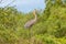 Goliath heron Ardea goliath or giant heron, a wading bird of the heron family, Ardeidae, Murchison Falls National Park, Uganda.