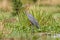 Goliath heron Ardea goliath or giant heron, a wading bird of the heron family, Ardeidae, Murchison Falls National Park, Uganda.