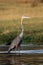 The Goliath heron Ardea goliath in the river. The tallest African heron standing in the river