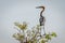 Goliath heron Ardea goliath sitting on a branch, Murchison Falls National Park, Uganda.