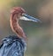 Goliath heron bird portrait with clear background