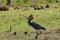 Goliath heron is defending its territory, Lake Baringo, Kenia
