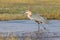 Goliath heron with fish in his mouth