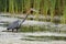 Goliath Heron Fishing