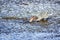 Goliath heron fishing in Kruger National park