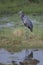 Goliath heron or giant heron Ardea goliath. feeding in Amboseli National Park ,Kenya.