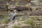 Goliath heron in Kruger National park