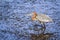 Goliath heron in Kruger National park
