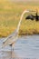 Goliath Heron portrait