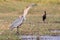 Goliath heron swallowing a fish