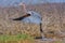 Goliath Heron Taking Flight, Lake Baringo, Kenya