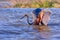 Goliath Heron Wading In Lake Baringo