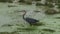 A goliath heron walking in a swamp
