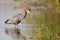 Goliath heron walking in water searching fish to catch