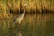 Goliath Heron in water South Africa