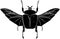 Goliathus albosignatus beetle