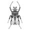 Goliathus male beetle illustration vector