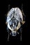 Goliathus orientalis beetle on black background