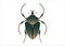 Goliathus Regius Beetle Vector Art isolated on White Background
