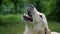 Gollden retriever dog drinking water from a drinker