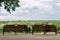 Gomel, Belarus - August 24, 2013: A young couple in love on a bench of city park.