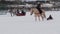 GOMEL, BELARUS - JANUARY 19, 2019: a rider on a horse rolls a child on a sled on a tubing