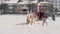 GOMEL, BELARUS - JANUARY 19, 2019: a rider on a horse rolls a child on a sled on a tubing