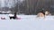 Gomel, Belarus - January 19, 2019: a rider on a horse rolls a child on a sled on a tubing