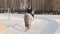 Gomel, Belarus - January 19, 2019: a rider on a horse rolls a child on a sled on a tubing