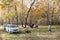 Gomel, Belarus - October 12, 2014: Picnic in a birch grove with parked cars.