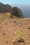 Gomera landscape with rocks and plants. Canary Islands