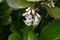 Gomojyu tree ( Vibrnum suspensum ) flowers. Adoxaceae evergreen shrub native to Okinawa, Japan.