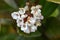 Gomojyu tree ( Vibrnum suspensum ) flowers. Adoxaceae evergreen shrub native to Okinawa, Japan.