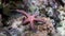 Gomophia egyptiaca prickly red sea stars underwater of Egypt.