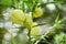 Gomphocarpus physocarpus , balloon plants ornamental tree - Balloon Cotton bush Swan Plant