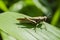 Gomphocerippus Rufus Grasshopper On Maize Leaf