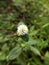 Gomphrena celosioides flower in nature garden