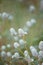 Gomphrena celosioides in the garden