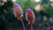 Gomphrena flower, Globe Amaranth flower, native name of Thailand, Amaranth flower Symbol of true love