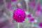 Gomphrena Flower Isolated Bloom Magenta Floral Nature Background